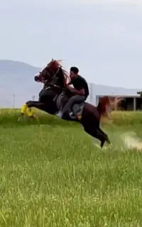 سوارکار