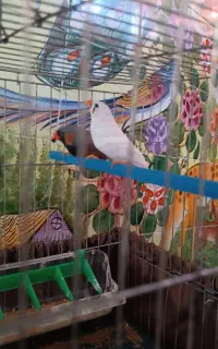فنچ