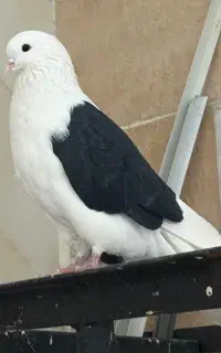 کبوتر نر دوبال مشکی