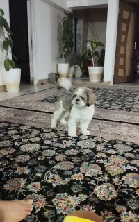 واگذاری سگ شیتزو سوپرفلت