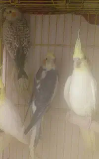 عروس هلندی های مولد روی جوجه ومرغ عشق