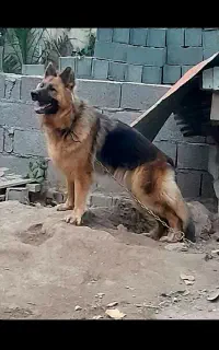 سگ ژرمن شولاین ماده بالغ درشت هیکل فقط ۱۰ تومن