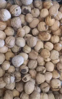 گردو پوست نازنین پوست کلفت نیستن