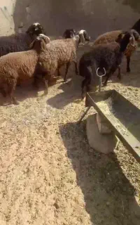 بره