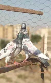 یه جفت تیپلر دهن جور ساعت ۲رقمی