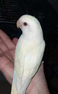 گم شده
