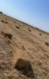 پخل گندم