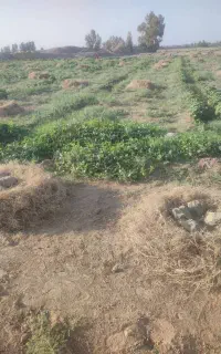دسته های خار(جک) برای دام ها