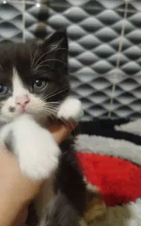 گربه