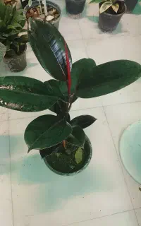 گل گیاه ۶ تاش ۵۰۰ آف ویژه ویژه خورده
