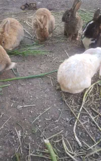 خرگوش زیبا و خوشگل