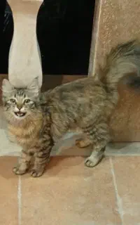 واگذاری گربه