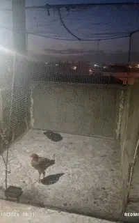 قفس مرغ خروس معاوضه با کبوتر