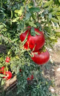 باغ بان و تعویض خاک گلدان ومرتب کردن حیاط وسم پاش