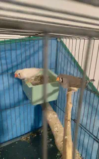 دو جفت فنج زبرا با جوجه