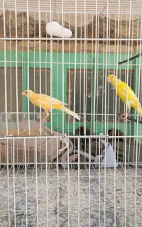 جفت قناری رسمی
