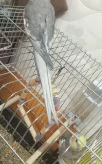 عروس هلندی سخنگو