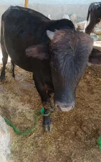 گوساله نر