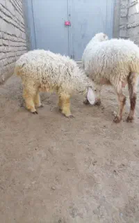 گوسفند ماده جملی