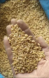 گندم ساورز