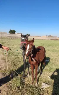 کره اسب نریان