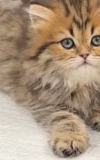 ۲ عدد بچه گربه