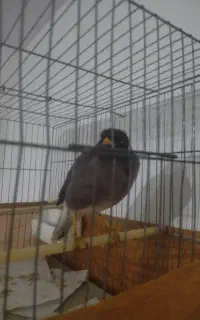 پرنده مینا