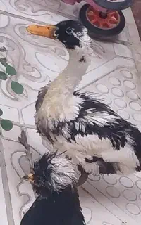 اردک