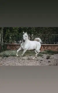 سیلمی دوسر مصری