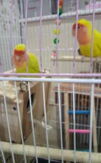 فروش طوطی برزیلی