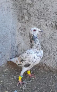 ماده زرد هفت رنگ باب جفتگاه