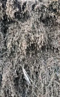 فروش یونجه