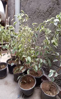 گل طبیعی