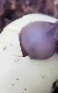 حلزون ـ همراه با ماده ی مقاوم سازی لاک