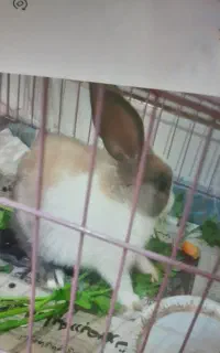 خرگوش مینیاتوری