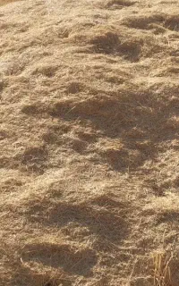 کاه گندم دیم باک بزرگ
