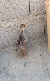 جوجه بوقلمون