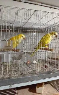 طوطی راهب
