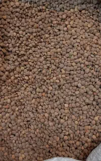 آبغوره انگورعسکری.عدس ریز محلی..رب انار.پودرزعفران
