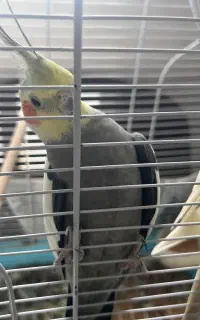 عروس هلندی نر