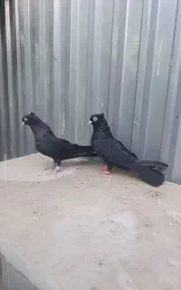 یک جفت نرو ماده زاغ کاکل آبادانی پرشی میل بازیکن