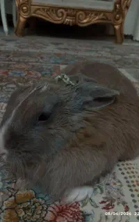 خرگوش واگذاری رایگان