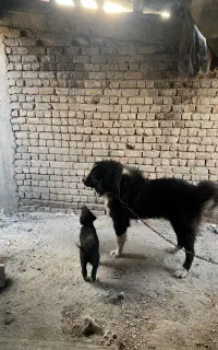 سگ گم شده