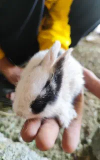بچه خرگوش