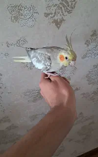 عروس هلندی ماده