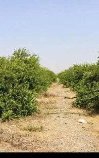 فروش باغ  لیشتر