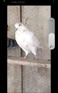 کفتر‌گمشده