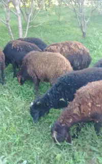 گوسفند نر