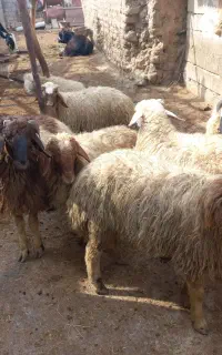 10عدد بره نر