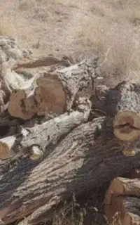 درخواست واگذاری رایگان هیزم و چوب خشک